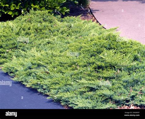 Juniperus Sabina Immagini E Fotografie Stock Ad Alta Risoluzione Alamy