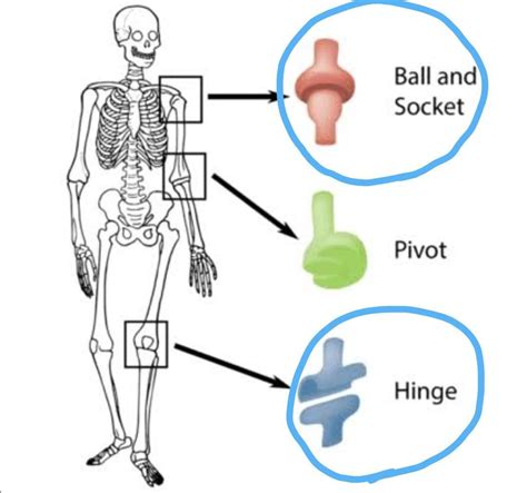 Skeletal System Movable Joints