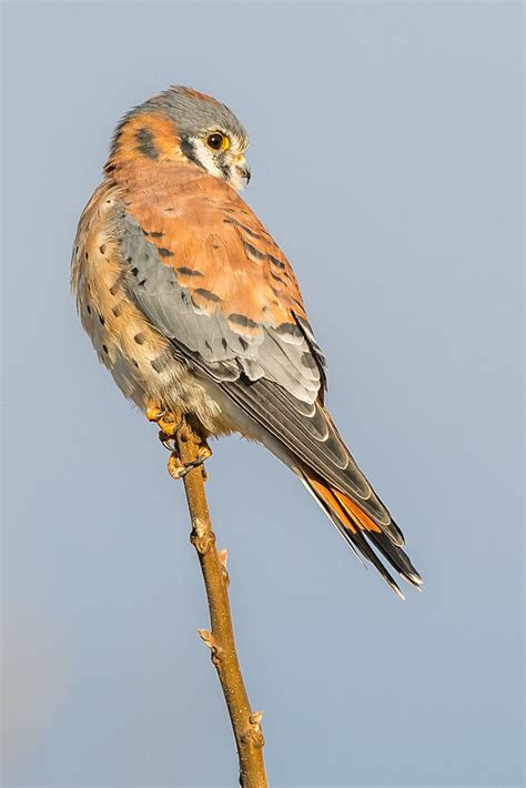 American Kestrel Photographed At Peace Valley Park Pa Kevin Fox