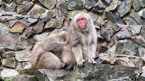 Monkeys Busy Grooming At Jigokudani Yaen Koen Snow Monkey Park Youtube