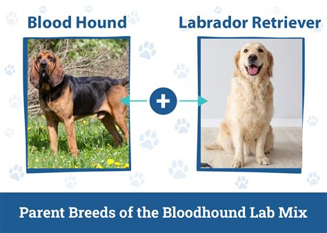 Bloodhound Lab Mix: Info, Pictures, Care & More – Dogster