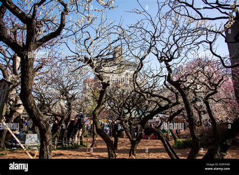 Ume Festivalyushima Tenmangubunkyo Kutokyojapan Stock Photo Alamy