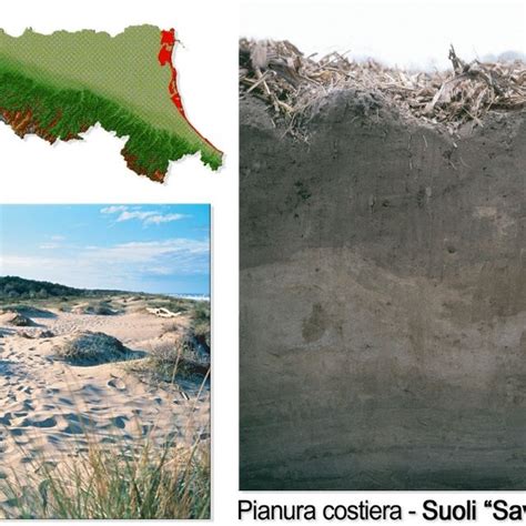 Coastal Plain Area Landscape And Profile Of A Representative Soil