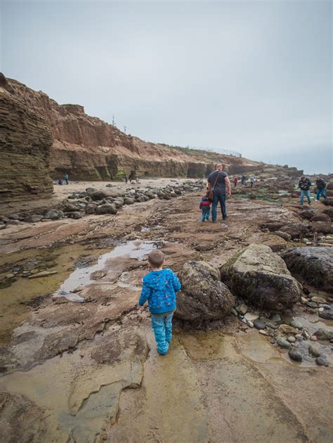 5 Tips for Visiting the Point Loma Tide Pools with Kids