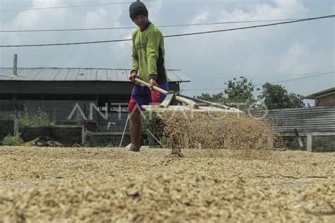 Pengadaan Stok Beras Dalam Negeri ANTARA Foto