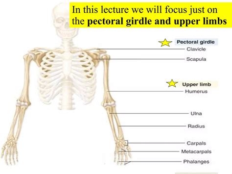 06 Appendicular Skeleton Pectoral Girdle And Upper Limbs Ppt