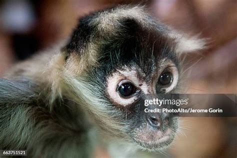 199 Black Handed Spider Monkey Stock Photos, High-Res Pictures, and Images - Getty Images