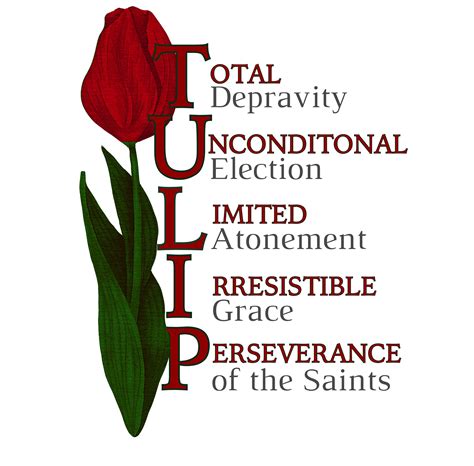 Calvinism Tulip