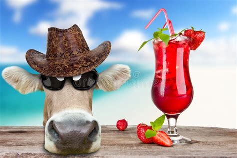 Funny beach cow stock photo. Image of cattle, front, background - 25687458