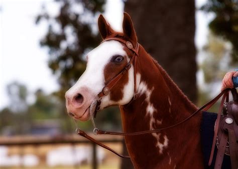 Old Blue Eyes Photograph By Michelle Wrighton Fine Art America