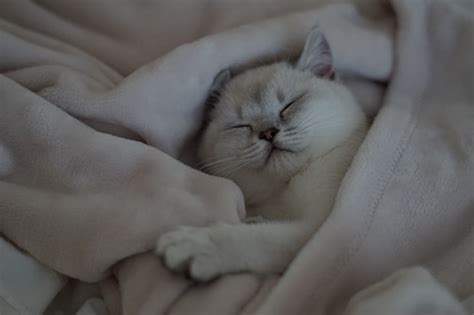 Photos De Chats En Train De Dormir Qui Vont Vous Redonner Le Sourire