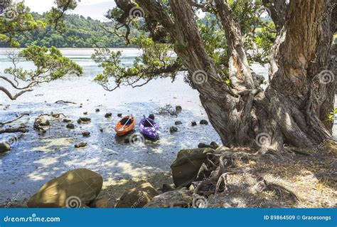 Dos Kajaks En La Playa Auckland Nueva Zelanda De Wenderholm Parque