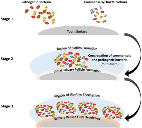 Schematic Description of Stages 1-3 of Biofilm Formation. Stage 1 ...