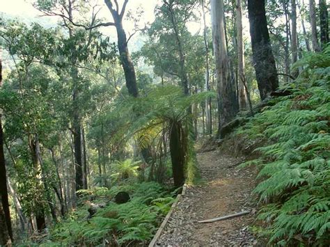 Tracks Trails And Coasts Near Melbourne Wombelano Falls Kinglake