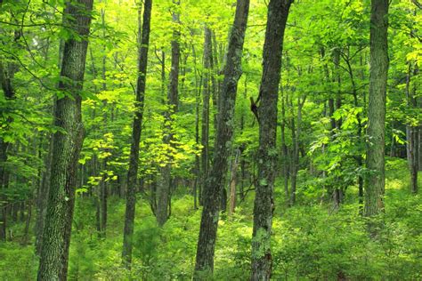 Free Picture Wood Landscape Tree Nature Summer Foliage Pathway