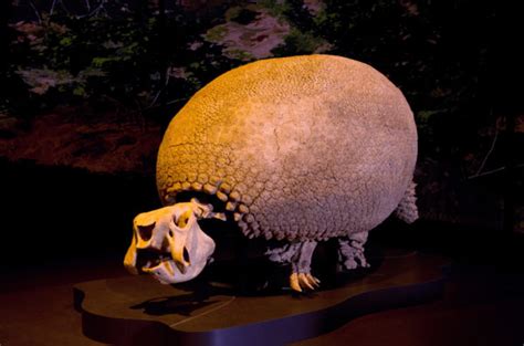 Glyptodon Tellus Museum In Cartersville Georgia