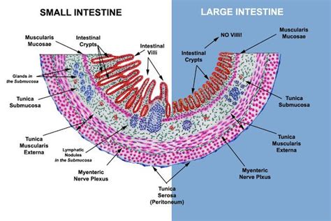 Histology Of Alimentary Canal Artofit