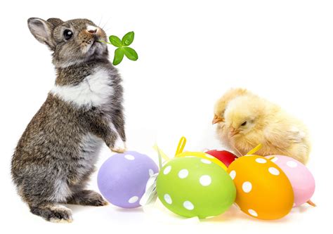 4k Easter Rabbits Chicks Sweets White Background Eggs Hd