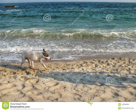 Un Perro Que Corre A Lo Largo De La Costa Imagen De Archivo Imagen De