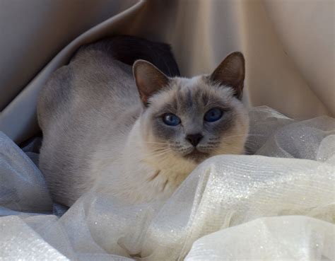 Siamese Cat Breeders In California