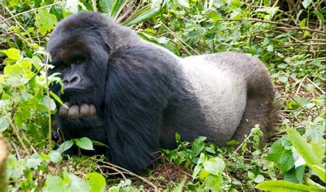 Virunga national park - congo national park, congo safaris