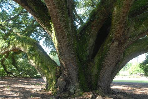 Quercus virginiana (Bay Live Oak, Live Oak, Oaks, Plateau Oak, Scrub Oak, Southern Live Oak ...