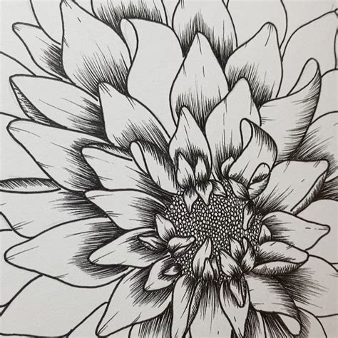 botanical  drawing   flower  samantha medlycott daisy