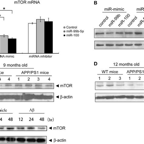 Mir 99b 5p And Mir 100 5p Reduce Cell Viability A Cell Viability