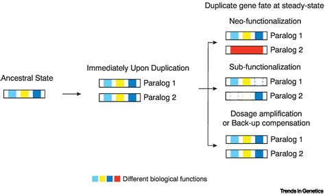 Retention Of Duplicated Genes In Evolution Trends In Genetics