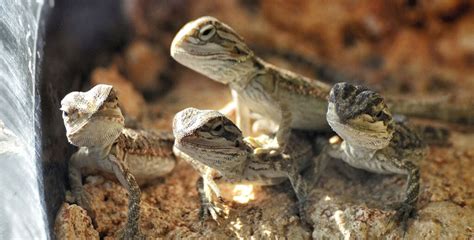 Baby Bearded Dragon Care 101: Everything You Need to Know - Pets With ...