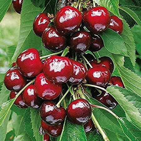 Dwarf Cherry Tree 15 Seed (Prunus avium) Edible Fruit Bearing Tree | Pricepulse