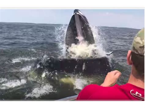 Gigantic Whale Jumps At Boat Off New Jersey (Video) - Woodbridge, NJ Patch