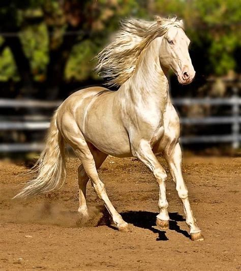 Cavalo raro em extinção pode ser a criatura mais linda da face da terra