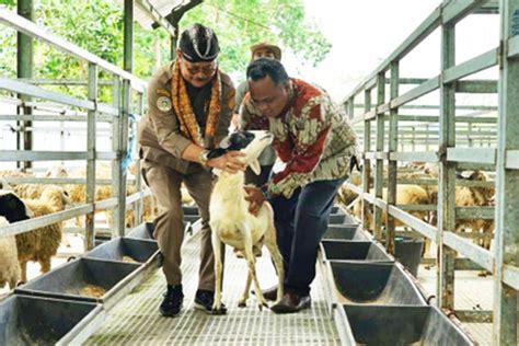 Mentan Dorong Setiap Daerah Kembangkan Kambing Dan Domba Trubus