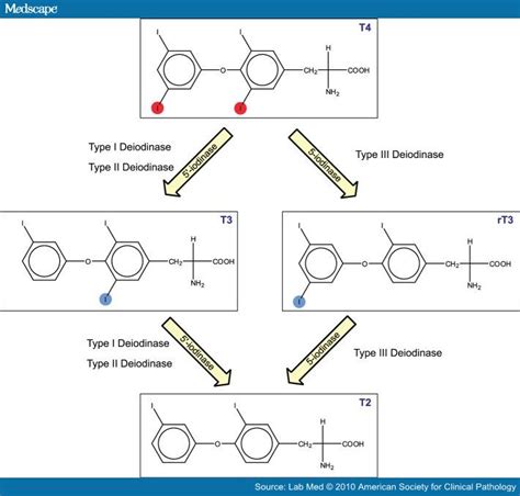 T3 And Reverse T3 Slight Differences Considerable Clinical