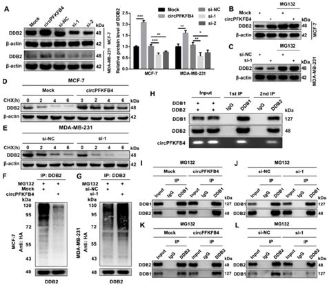 Circpfkfb Facilitates The Assembly Of Crl Ddb Ubiquitin Ligase Under