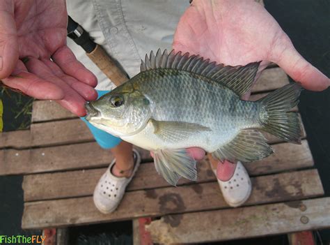 Fly Fishing For The Nile Kurper Tilapia Fish The Fly