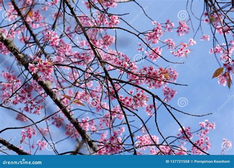 Foco Seleto De Flores Himalaias Selvagens Da Cereja Do Rosa Foto De