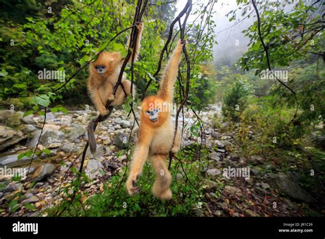 Golden Snub Nosed Monkey Rhinopithecus Roxellana On A Branch Near By