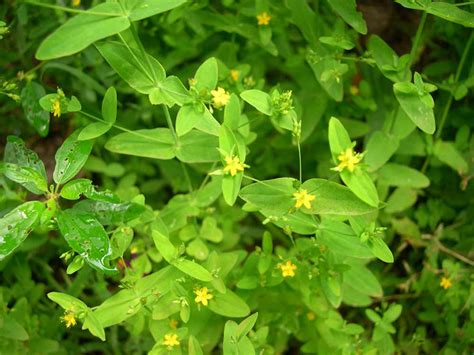 dwarf st johns wort hypericum mutilum western carolina botanical club