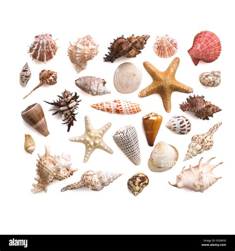 Selection of sea shells and star fish Stock Photo - Alamy