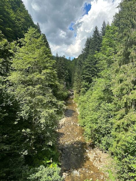 Un río que atraviesa un bosque Foto Premium