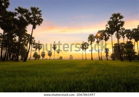 Palm Tree Cambodia Over 8 332 Royalty Free Licensable Stock Photos