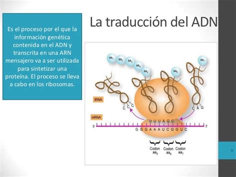 Transcripción Y Traducción Del Adn