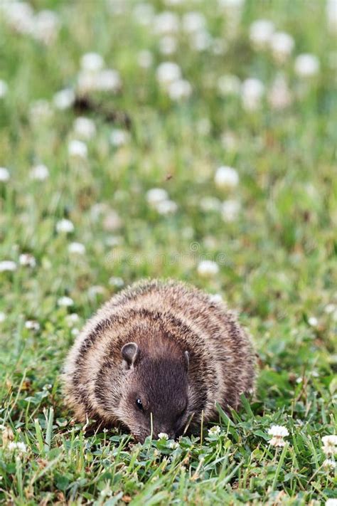 Groundhog eating a leaf stock photo. Image of brown, prairie - 10909514