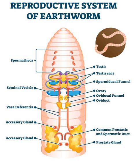 Do Worms Lay Eggs How Are Worms Born Backyarddigs