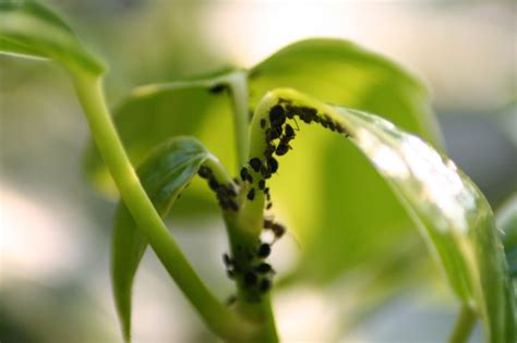 El pesticida natural más potente para tus plantas y huerto es barato y