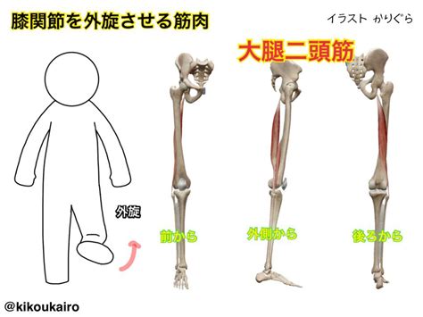 膝関節を外旋させる筋肉（o脚が弱いところ） きこうカイロ施術院 筋肉 走り高跳び ダイエット 成功