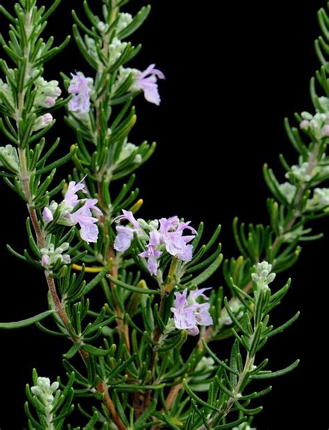 How to Plant, Grow, & Use Rosemary Plants | Garden Design