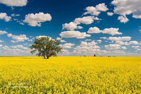 The Canadian Nature Photographer - Prairies and Foothills Portfolio ...